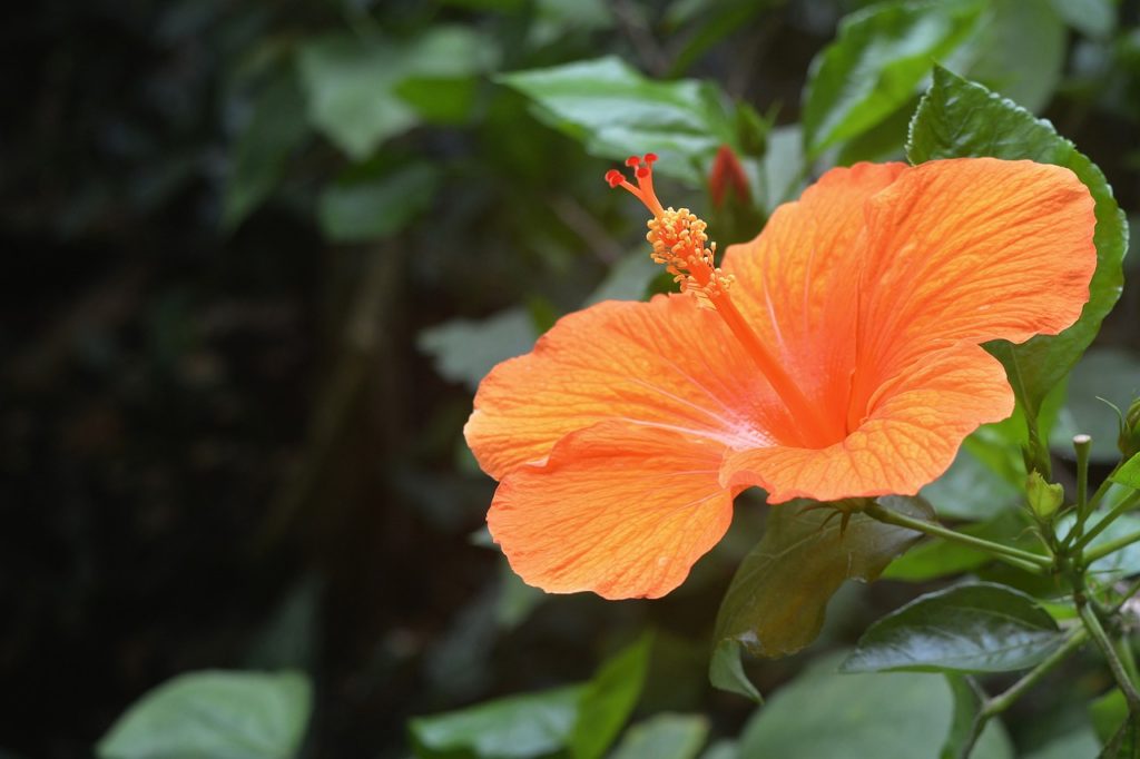 ハナハナシリーズ』高設定狙いの基礎【ハナハナの勝ち方／基本的狙い方